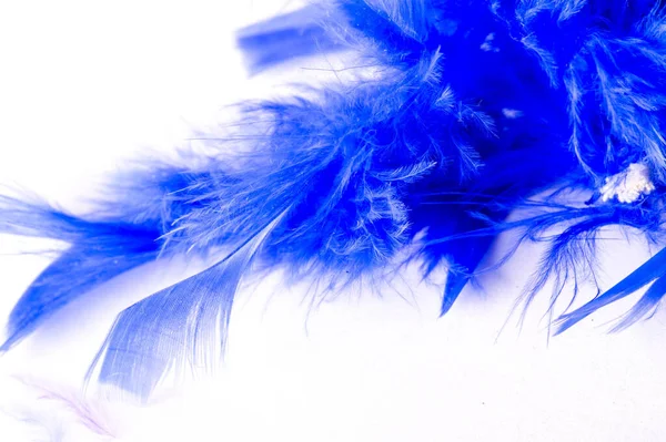 Texture, background, drawing. feather bird painted blue. A wonde — Stock Photo, Image