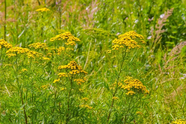 Tansy Tanacetum vlgareは多年生草本開花計画です。 — ストック写真