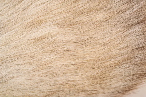 Fundo da textura, padrão. Pele de raposa, raposa polar com fu valioso — Fotografia de Stock