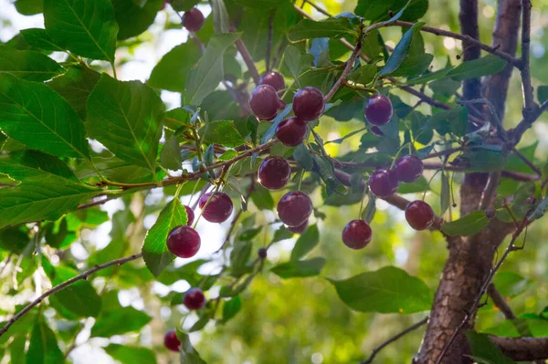 Cherry berry pada cabang-cabang pohon. fru, kecil bulat batu — Stok Foto