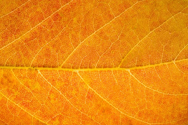 Red and yellow maple leaves on a white background. When the leav — Stock Photo, Image