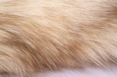 Doku arka planı, desen. Tilki kürk, değerli fu ile Kutup tilkisi