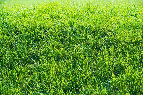 Urban photography, A lawn is an area of soil-covered land plante — Stock Photo, Image