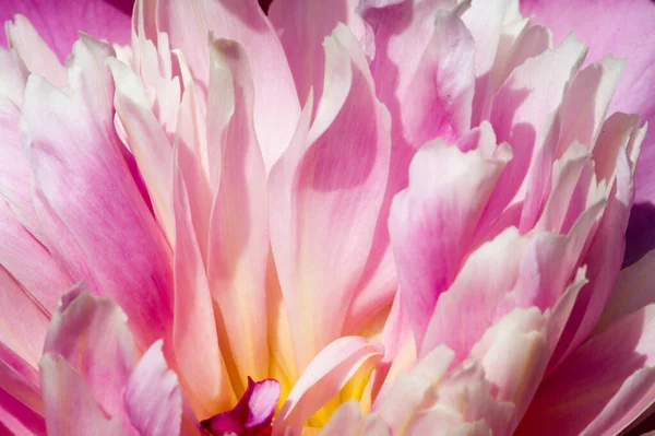 Peony or paeony is a flowering plant in the genus Paeonia, the o — Stock Photo, Image