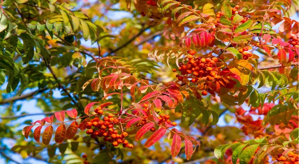 Herbstlandschaftsfotografie, Eberesche in voller Schönheit, illum — Stockfoto