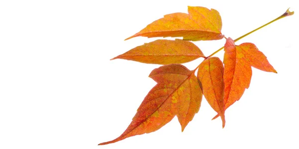 Red and yellow maple leaves on a white background. When the leav — Stock Photo, Image