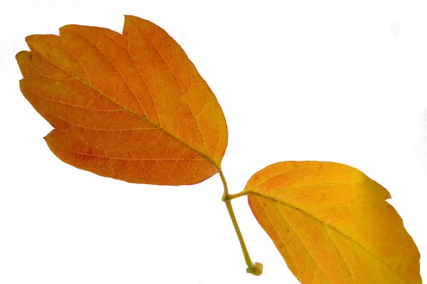 Красный и желтый кленовые листья на белом фоне. Когда лива — стоковое фото