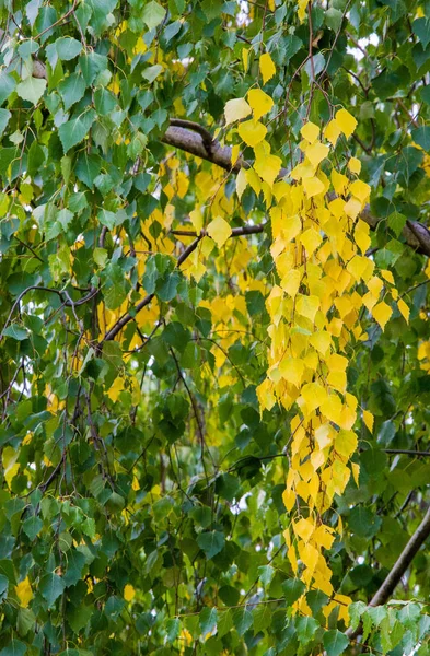 Textura, fondo, patrón, hojas de otoño, brillante saturado co —  Fotos de Stock