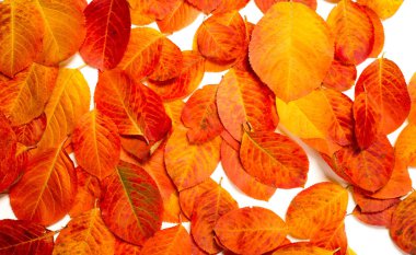 doku, arka plan, desen, sonbahar yaprakları, parlak doymuş co