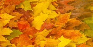 Sonbahar boyama, Sonbahar akçaağaç yaprakları, farklı renkler. Sarı, 