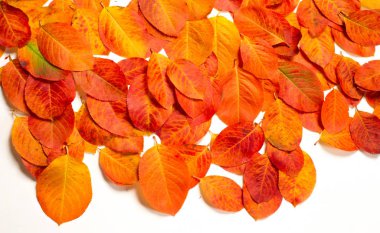 doku, arka plan, desen, sonbahar yaprakları, parlak doymuş co