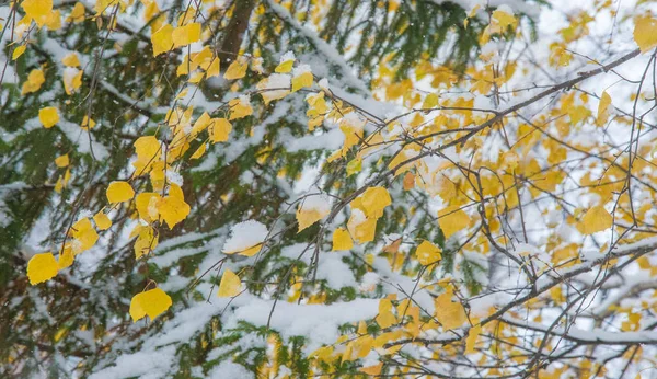 私たちは夜の間に季節の最初の雪を得た。 — ストック写真