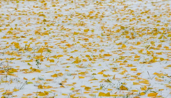 We kregen onze eerste sneeuw van het seizoen tijdens de nacht, afstoffen in — Stockfoto