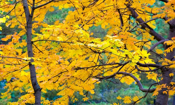 Otoño paisaje fotografía, ceniza de montaña en plena belleza, illum —  Fotos de Stock