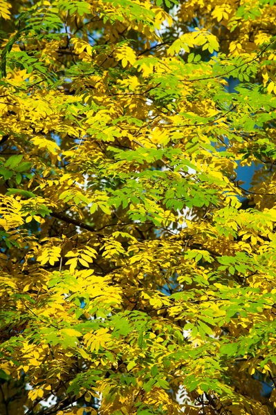 Otoño paisaje fotografía, ceniza de montaña en plena belleza, illum — Foto de Stock