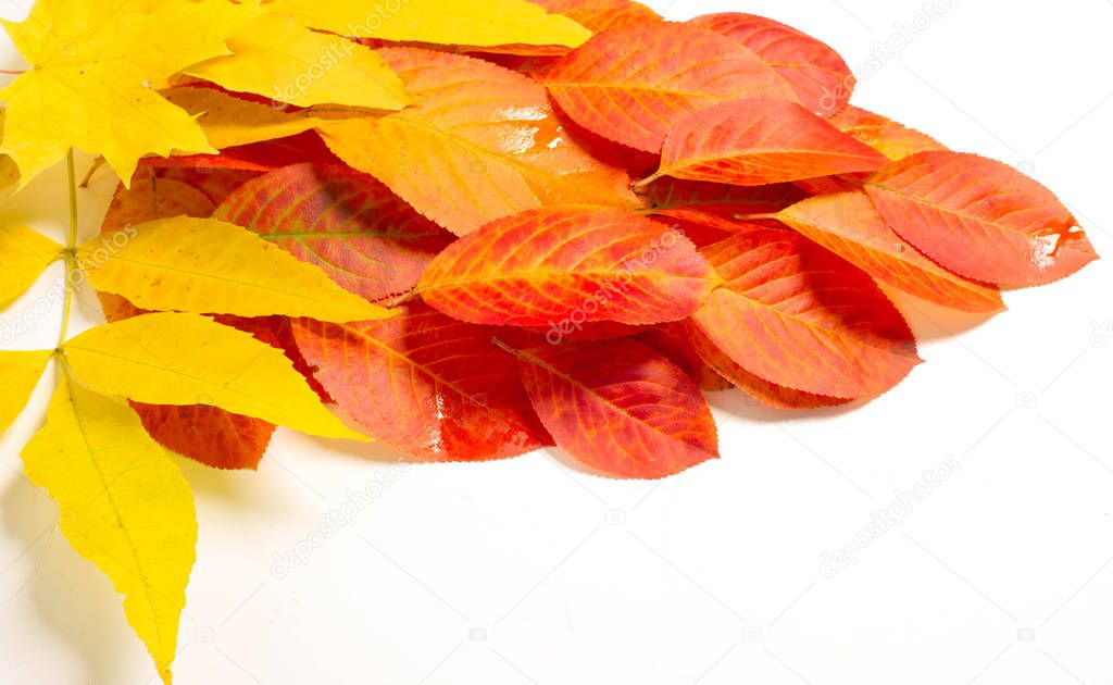 texture, background, pattern, autumn leaves, bright saturated co