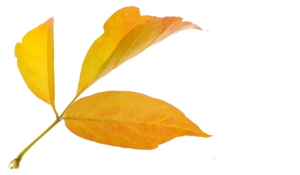 Красный и желтый кленовые листья на белом фоне. Когда лива — стоковое фото