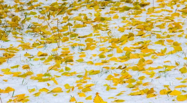 La première neige, la fin de l'automne, les feuilles d'automne sur la neige. chutes de neige — Photo