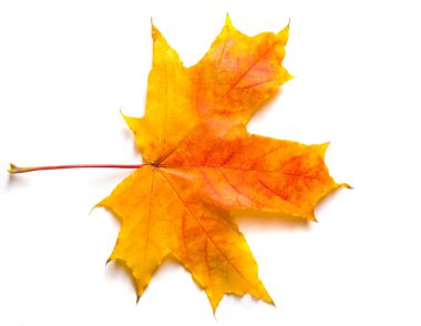 Sonbahar boyama, Sonbahar akçaağaç yaprakları, farklı renkler. Sarı, 