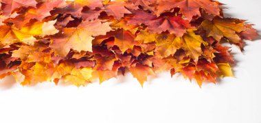 Sonbahar boyama, Sonbahar akçaağaç yaprakları, farklı renkler. Sarı, 