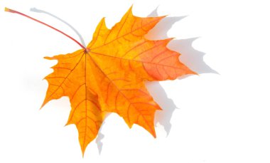 Doku arka planı, desen. Sonbahar renkli akçaağaç yaprakları. Akçaağaç