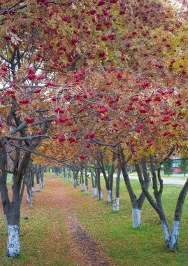 Sonbahar manzara fotoğrafçılığı, tam güzellikte dağ külleri, illum