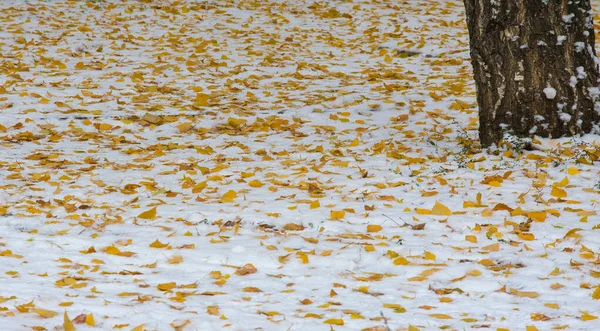 La première neige, la fin de l'automne, les feuilles d'automne sur la neige. chutes de neige — Photo