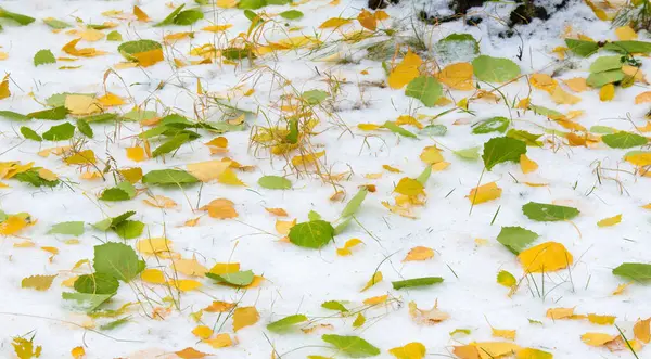 A primeira neve, no final do outono, folhas de outono na neve. queda de neve — Fotografia de Stock