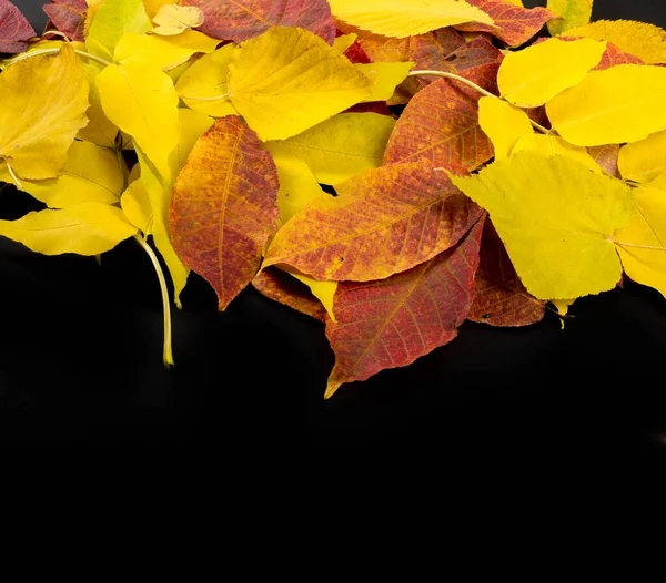 Autumn photography, maple leaves on a black background, place fo — Stock Photo, Image