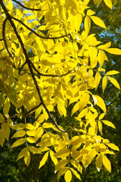 Jesienny krajobraz fotografii, klon lub krzew z klapowane — Zdjęcie stockowe