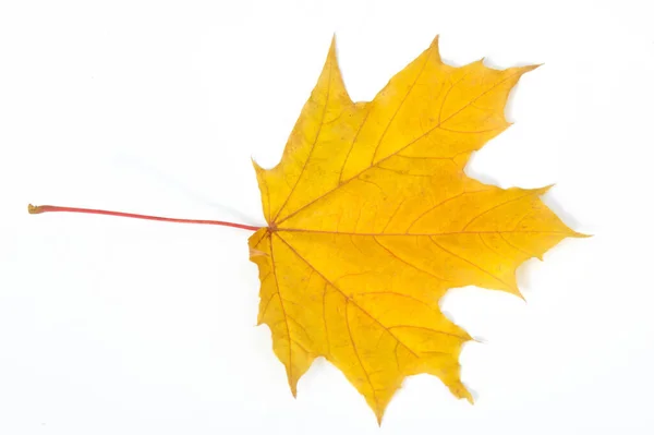 テクスチャの背景、パターン。秋のカラフルなカエデの葉。メープル — ストック写真