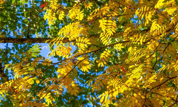 Herbstlandschaftsfotografie, Eberesche in voller Schönheit, illum — Stockfoto