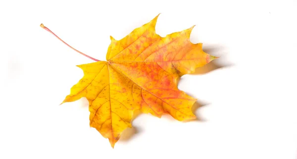 Jesienny obraz, Jesienne liście klonu, Samotny liść na białym bac — Zdjęcie stockowe