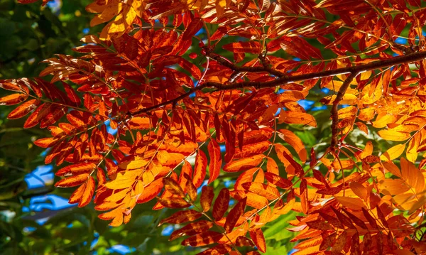 Automne photographie de paysage, frêne de montagne en pleine beauté, illum — Photo