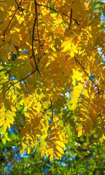 Herbstlandschaftsfotografie, Eberesche in voller Schönheit, illum — Stockfoto