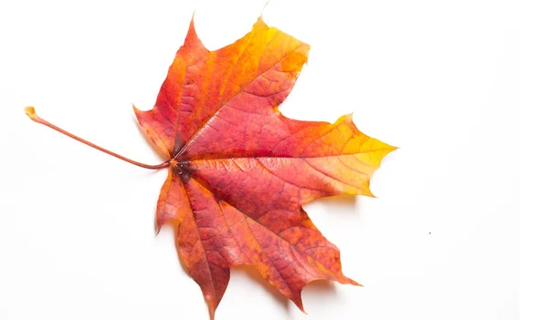 Pintura de otoño, Hojas de arce de otoño, Hoja solitaria sobre bac blanco — Foto de Stock