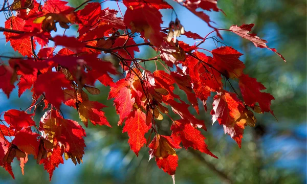 Herbstlandschaft der Fotografie, Ahornbaum oder Strauch mit gelappten — Stockfoto