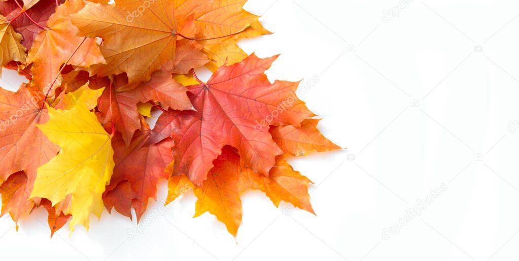 Texture background, pattern. Autumn colorful maple leaves. Maple