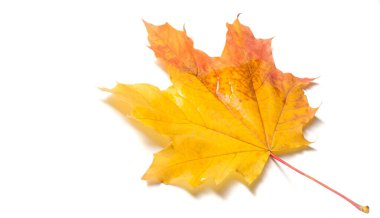 Doku arka planı, desen. Sonbahar renkli akçaağaç yaprakları. Akçaağaç