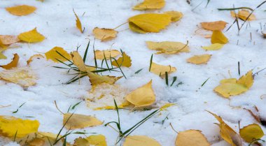 İlk kar, geç sonbahar, sonbahar kar üzerinde bırakır. Kar yağışı