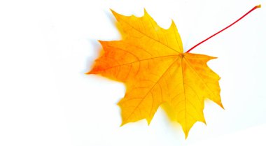 Doku arka planı, desen. Sonbahar renkli akçaağaç yaprakları. Akçaağaç