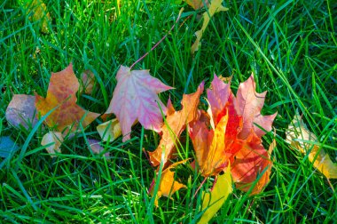 Sonbahar fotoğrafçılığı, çimlerde kırmızı-sarı yapraklar. Bu güzellik...