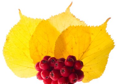 beyaz bir arka plan üzerinde kırmızı ve sarı akçaağaç yaprakları. Ne zaman leav