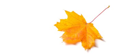 Doku arka planı, desen. Sonbahar renkli akçaağaç yaprakları. Akçaağaç