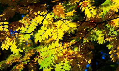 Sonbahar manzara fotoğrafçılığı, tam güzellikte dağ külleri, illum