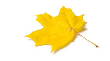 Sonbahar resmi, sonbahar akçaağaç yaprakları, beyaz torba üzerinde yaprak.