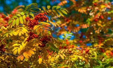Sonbahar manzara fotoğrafçılığı, tam güzellikte dağ külleri, illum