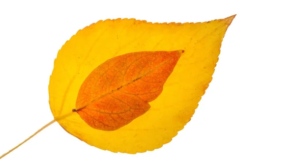 Feuilles d'érable rouges et jaunes sur fond blanc. Quand le leav — Photo