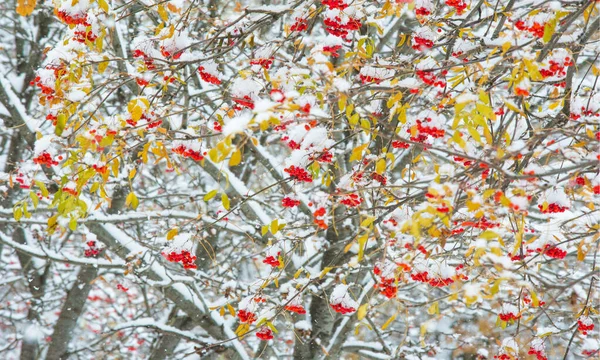 Paysage automnal de la photographie, la première neige est tombée sur le son — Photo