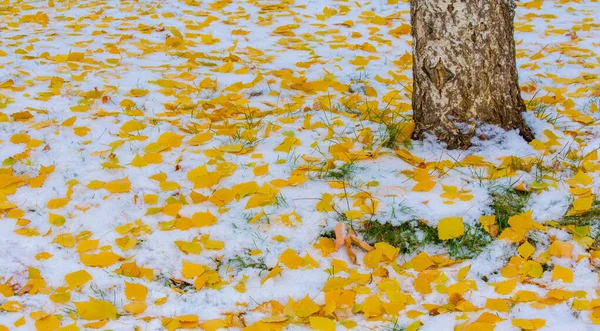 初雪、晩秋、紅葉。降雪 — ストック写真